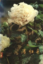 喻衡著 — 菏泽牡丹