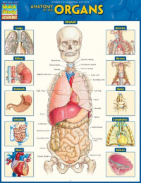 Vincent Perez — Anatomy of the Organs