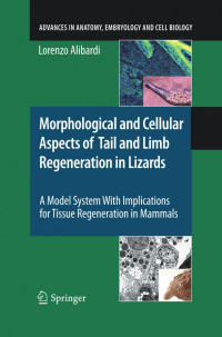 Lorenzo Alibardi (auth.) — Morphological and Cellular Aspects of Tail and Limb Regeneration in Lizards: A Model System With Implications for Tissue Regeneration in Mammals