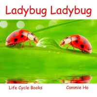 Cammie Ho — Ladybug Ladybug