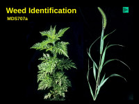 Ken McPheeters — Weed Identification