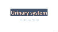 Iman Nabil — Urinary System