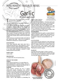Graphics — Garlic-copy.cdr
