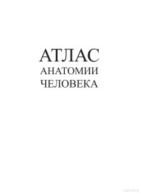 Синельников Р.Д. — Атлас анатомии человека. Том 4. Учение о нервной системе и органах чувств