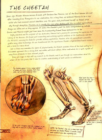 unknown — Anatomy of a Metahuman 02 The Cheetah