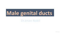Iman Nabil — Male Genital Ducts