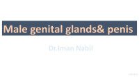 Iman Nabil — Male Genital Glands and Penis
