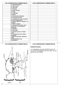 christian06 — Microsoft Word - Carnet des champignons