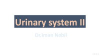 Iman Nabil — Urinary System 2