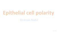 Iman Nabil — Epithelial cell polarity