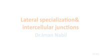 Iman Nabil — Lateral specialization & intercellular junctions