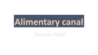 Iman Nabil — Alimentary Canal