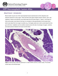 NTP — Blood vessel - Introduction