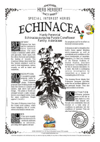 Graphics — Echinacea.cdr