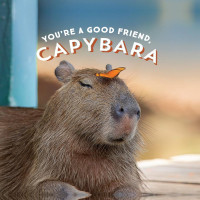 Kim Di Santo — You're a Good Friend, Capybara