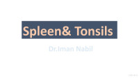 Iman Nabil — Spleen & Tonsils