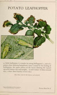 United States.: Bureau of Entomology and Plant Quarantine — Potato leafhopper