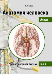 Сапин М. Р., Николенко В. Н. — Анатомия человека. Атлас: учебное пособие: в 3 т. Т. 3: Учение о нервной системе